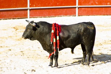 İspanyol boğa. boğa güreşi.