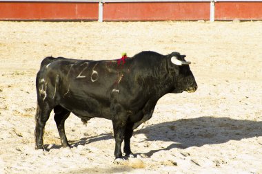 İspanyol boğa. boğa güreşi.