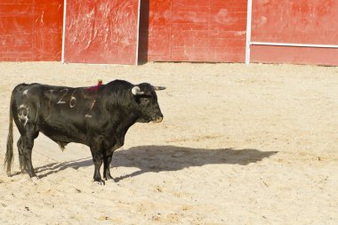 İspanyol boğa. boğa güreşi.