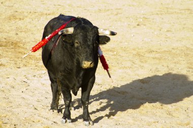 İspanyol boğa. boğa güreşi.