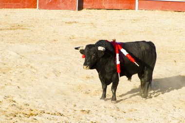 İspanyol boğa. boğa güreşi.