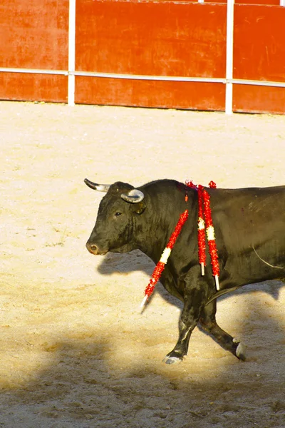 西班牙公牛。斗牛. — 图库照片