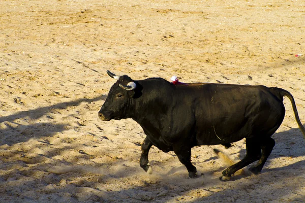 Španělský býk. býčí zápasy. — Stock fotografie