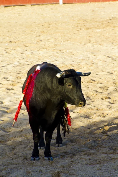Spanischer Bulle. Stierkampf. — Stockfoto