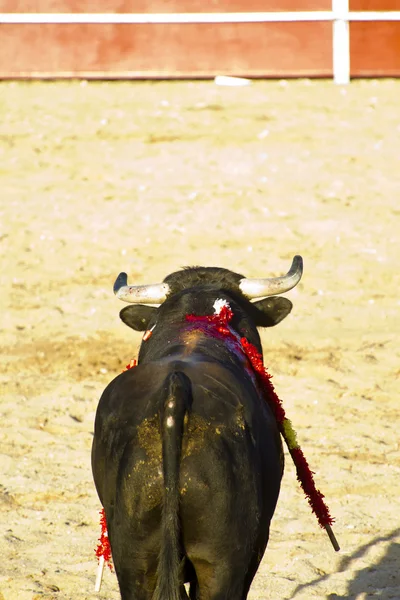 Испанский бык. Коррида . — стоковое фото