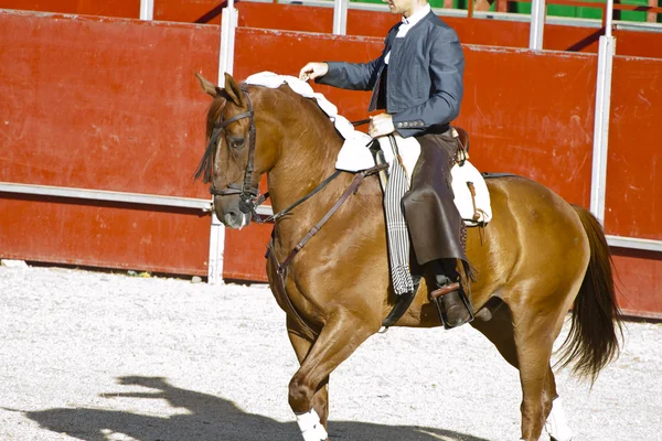 Fighting tyr billede fra Spanien. Sort tyr - Stock-foto