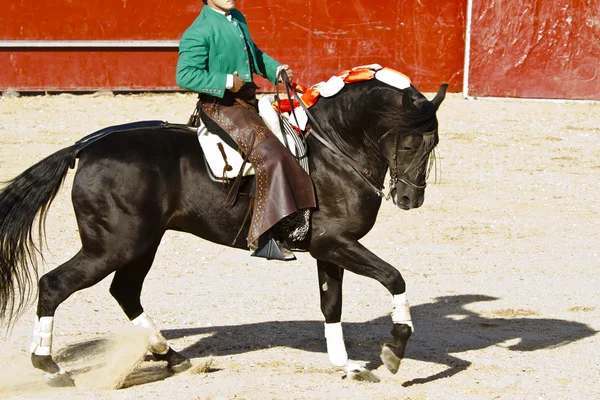 Peleas de toros a caballo. Típica corrida de toros española . —  Fotos de Stock