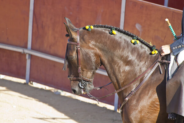Боевая картина быка из Испании. Чёрный бык