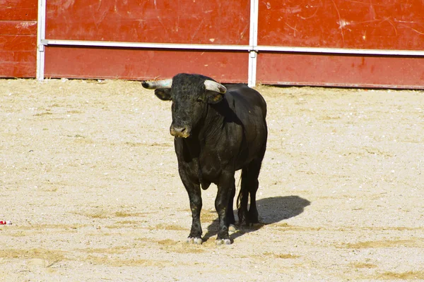 스페인 황소입니다. 투우. — 스톡 사진