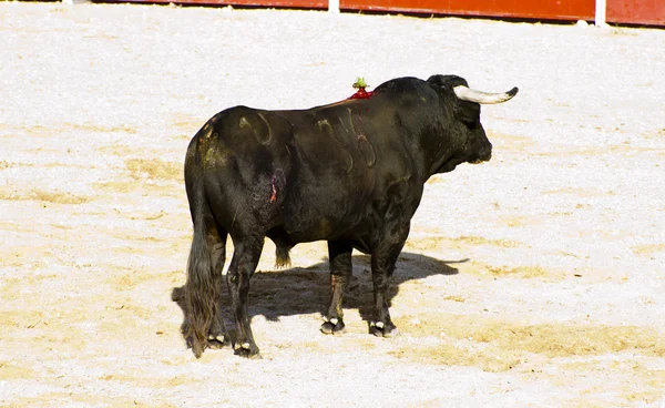 Spanischer Bulle. Stierkampf. — Stockfoto