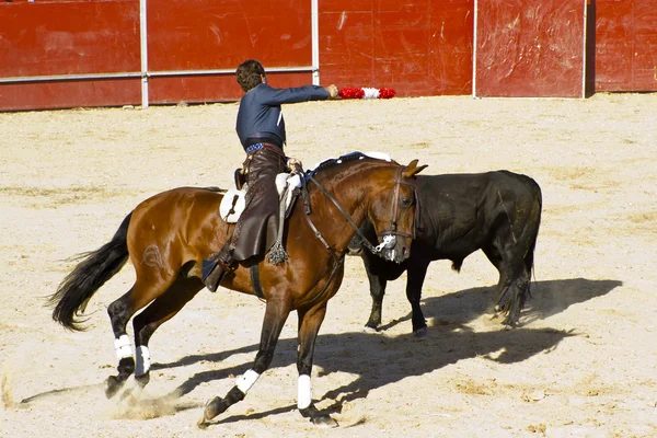Драка быков на лошадях. Типичный бой быков Испании . — стоковое фото