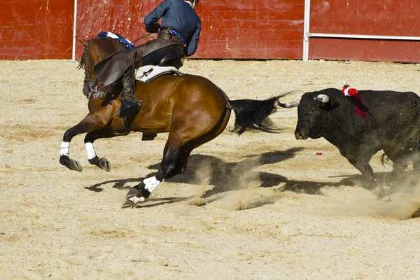 Walka byków na koniu. typowym hiszpańskim walka byków. — Zdjęcie stockowe