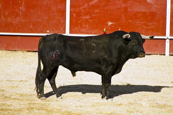 スペインの雄牛。闘牛. — ストック写真