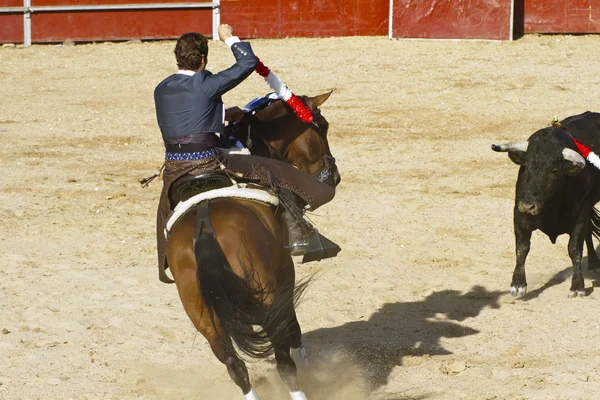 Bullfight a cavalo. tourada típica espanhola . — Fotografia de Stock