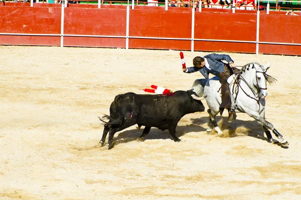 Драка быков на лошадях. Типичный бой быков Испании . — стоковое фото