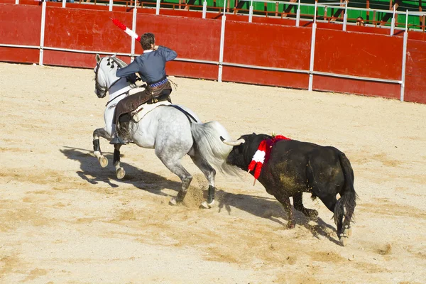 Peleas de toros a caballo. Típica corrida de toros española . — Foto de Stock