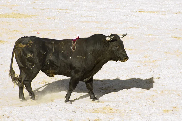 Hiszpański byk. walki byków. — Zdjęcie stockowe