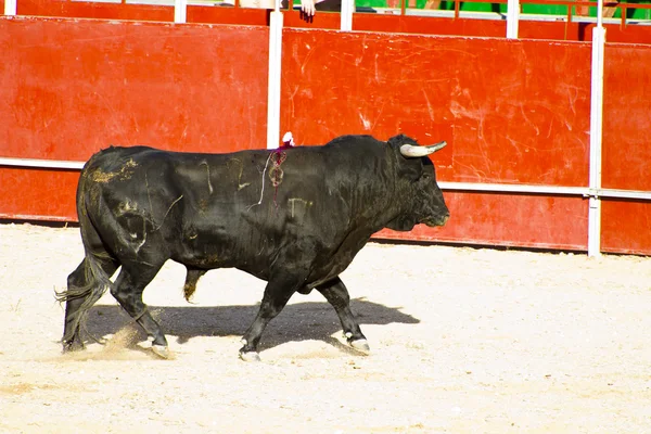 Toro español. Toros. . — Foto de Stock