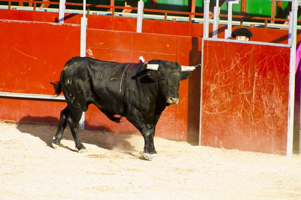 マドリッド, スペイン - 9 月 10 日： スペイン闘牛。9 月 10 日, — ストック写真