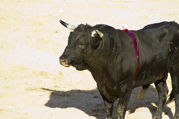 Іспанська бик. бою биків . — стокове фото