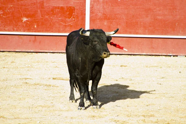 İspanyol boğa. boğa güreşi. — Stockfoto