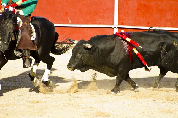 말을 타고 투우입니다. 전형적인 스페인 투우. — 스톡 사진