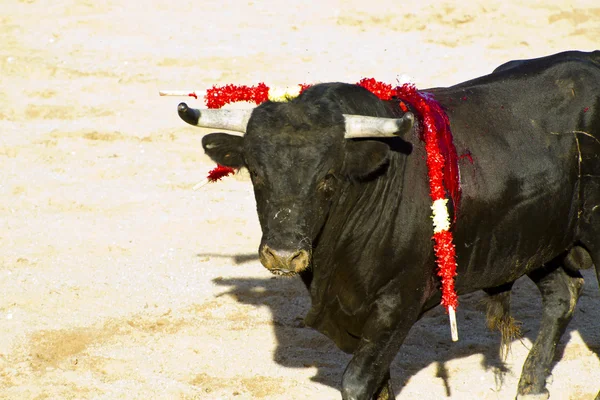 Spanyol bika. bikaviadal. — Stock Fotó
