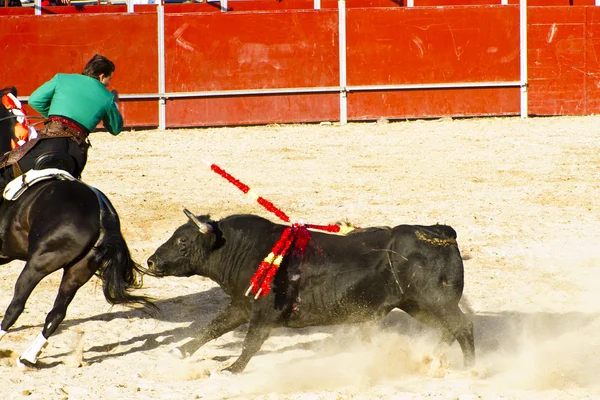 Tjurfäktning på hästryggen. typiska spanska tjurfäktningen. — Stockfoto