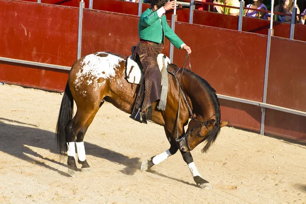 Býčí zápasy na koních. typické španělské koridy. — Stock fotografie