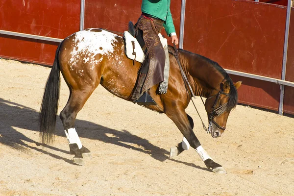 Bikaviadal lóháton. tipikus spanyol bikaviadal. — Stock Fotó