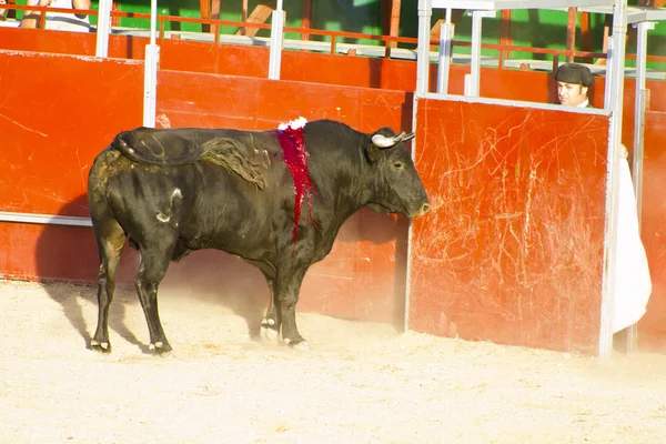 MADRID, ESPANHA - SETEMBRO 10: tourada espanhola. 10 de Setembro , — Fotografia de Stock
