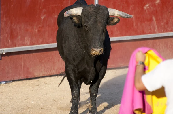 Боевой бык — стоковое фото
