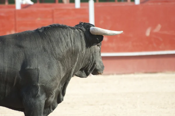 Fighting bull — Stock Photo, Image