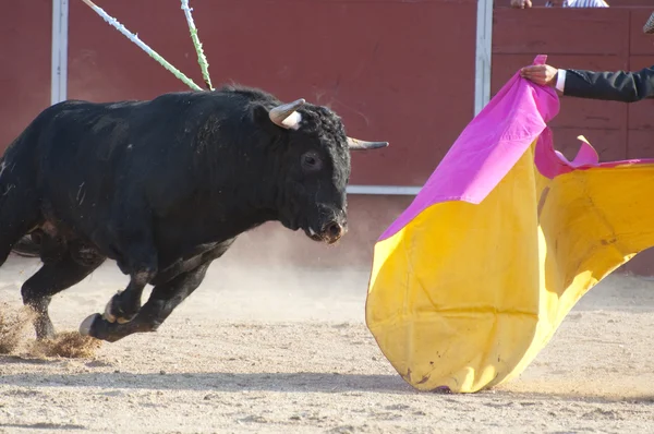 Boj býk — Stock fotografie