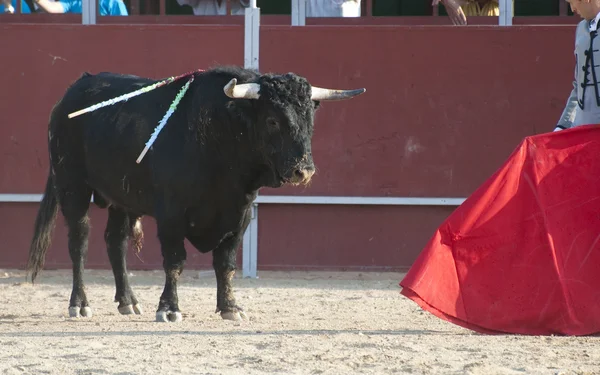 Бойовий бик — стокове фото