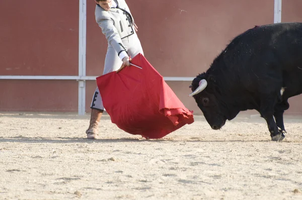 Fighting bull — Stockfoto