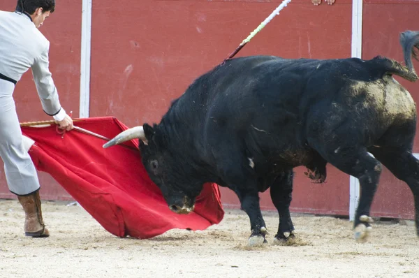 Boj býk — Stock fotografie