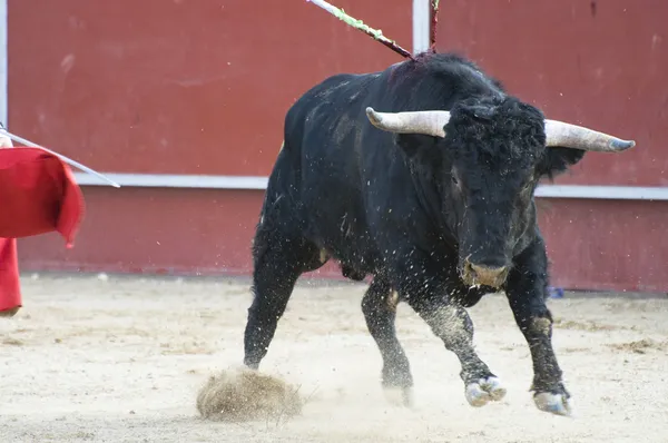Vechtende stier — Stockfoto