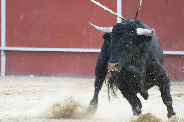 公牛的战斗 — 图库照片