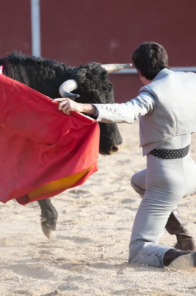 Vechtende stier — Stockfoto