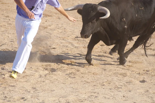 公牛的战斗 — 图库照片