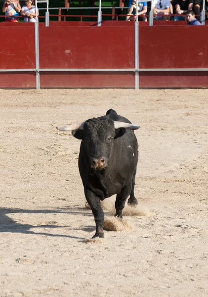 Боевой бык — стоковое фото