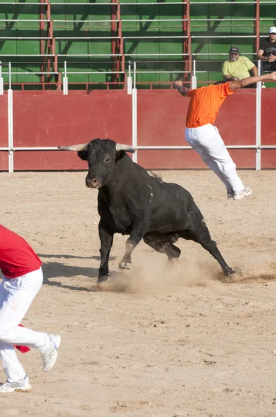 Fighting bull — Stockfoto