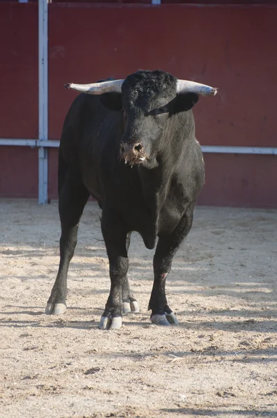 Бойовий бик — стокове фото