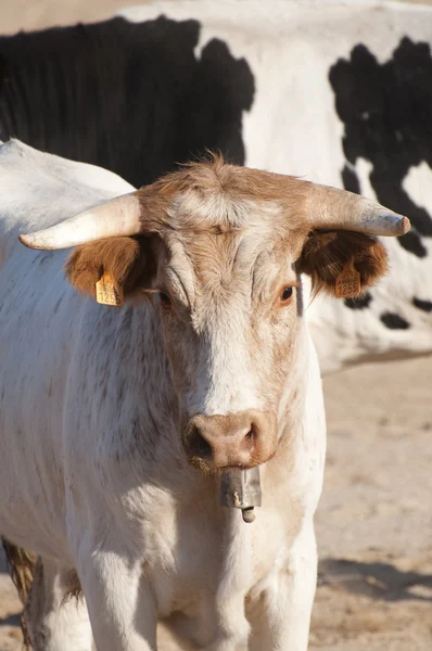 stock image Fighting bull