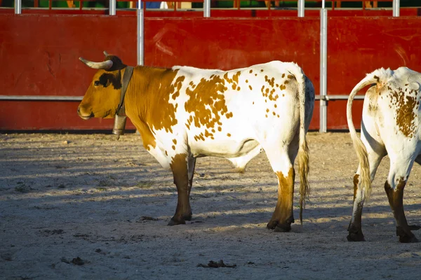 Spanish bull. Bullfight. halters — Stock Photo, Image