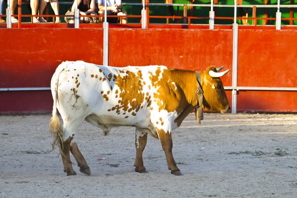Spanyol bika. Bikaviadal. kötőfékek — Stock Fotó