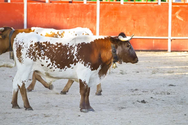 stock image Spanish bull. Bullfight. halters