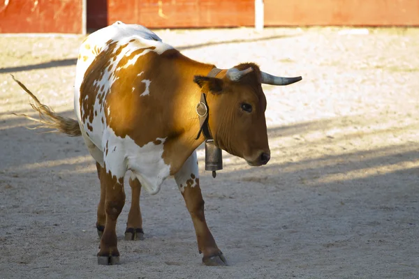 stock image Spanish bull. Bullfight. halters