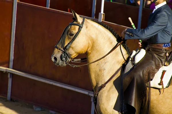 Bullfight a cavalo. tourada típica espanhola . — Fotografia de Stock